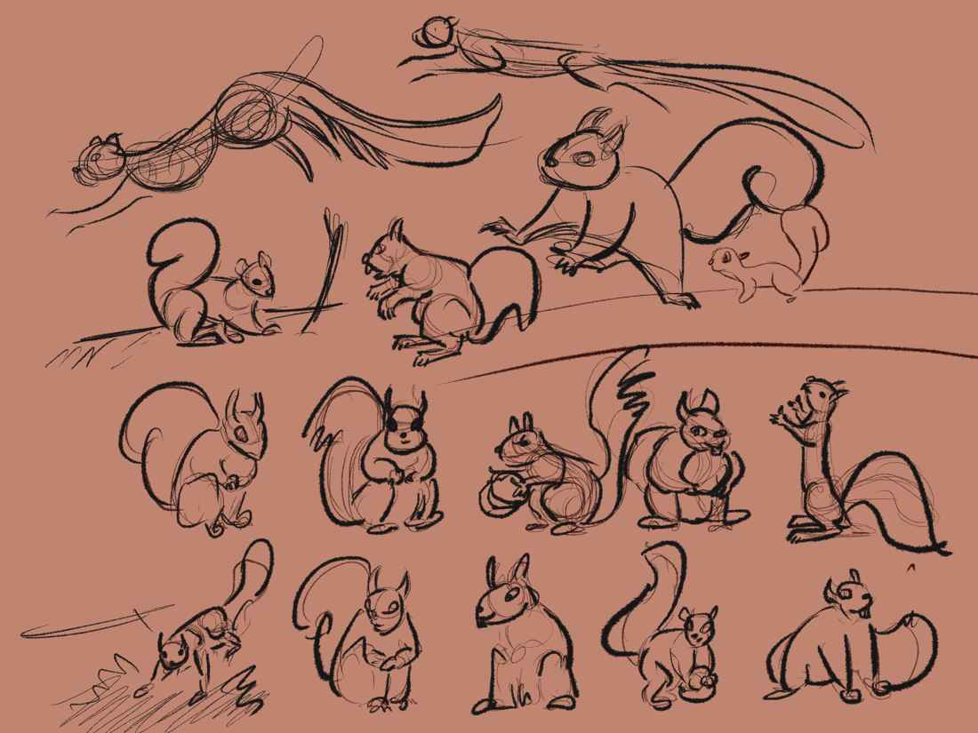 Squirrel studies